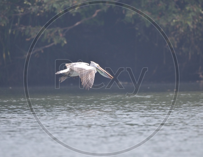 White stork Bird at Ranganathittu Bird Sanctuary