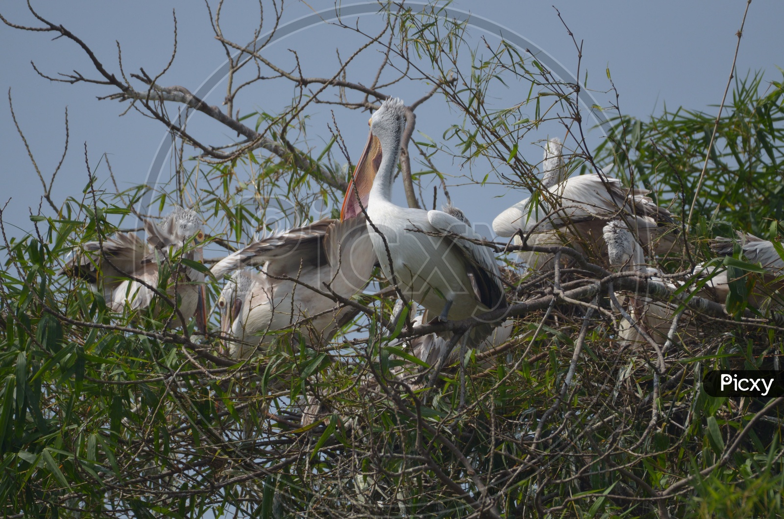 Ciconiiformes Bird at Ranganathittu Bird Sanctuary