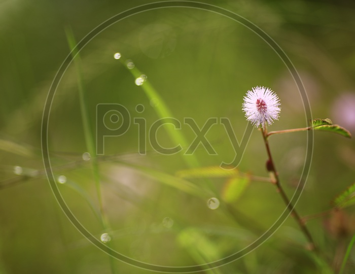 Tiny Flower