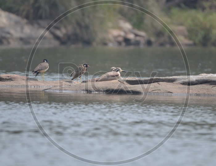 Semipalmated plover Birds at Ranganathittu Bird Sanctuary