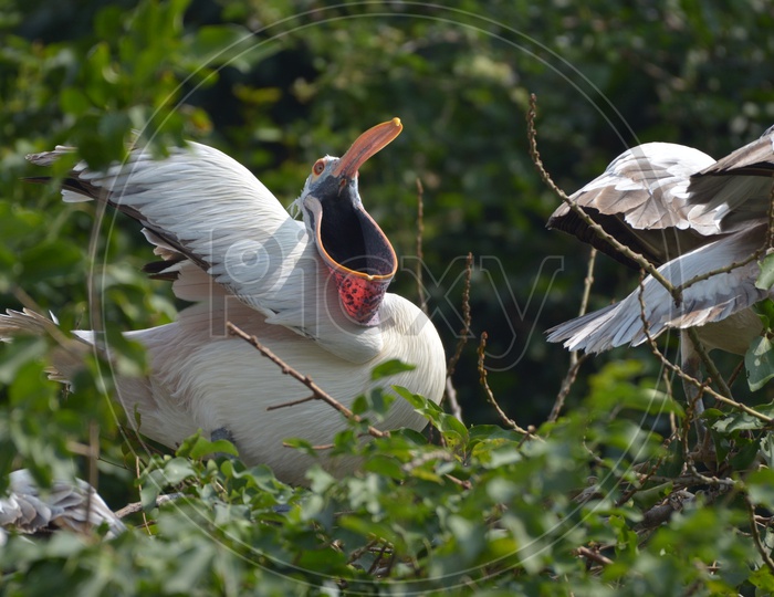 Ciconiiformes Bird at Ranganathittu Bird Sanctuary