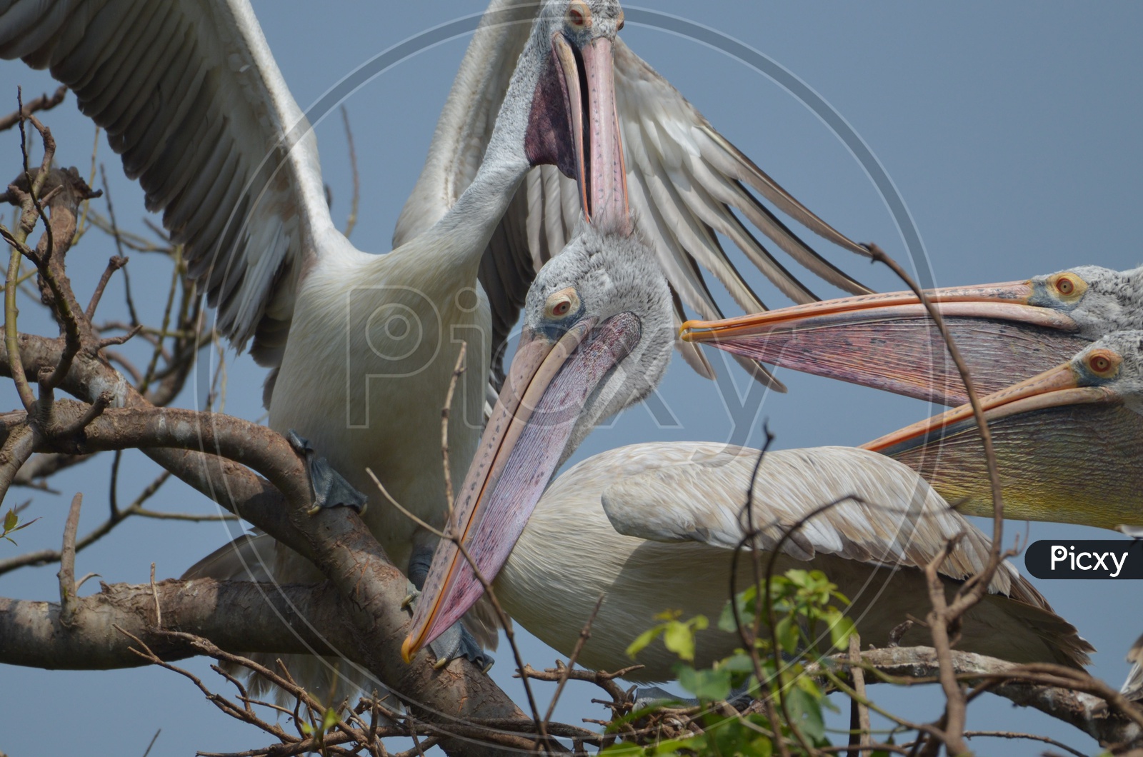 Brown pelican Bird at Ranganathittu Bird Sanctuary
