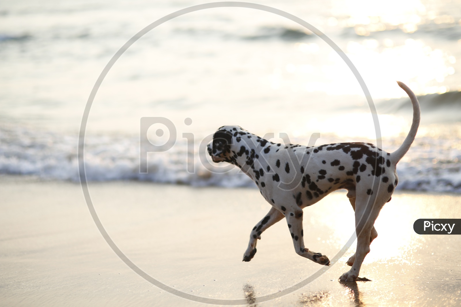 Dog in Goa Beach