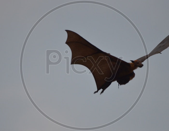 Bat / Indian Bat / Bat Bird