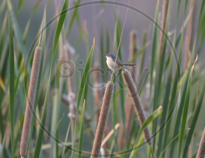 Birds at Ameenpur Lake