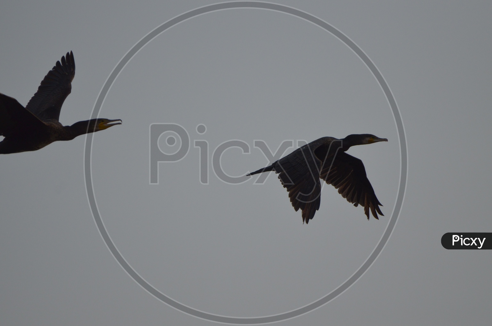 Image of The Siberian Crane / Migratory Birds in Telangana / Manjira ...