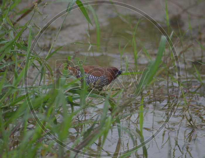 Brown thrasher Bird at Ameenpur Lake