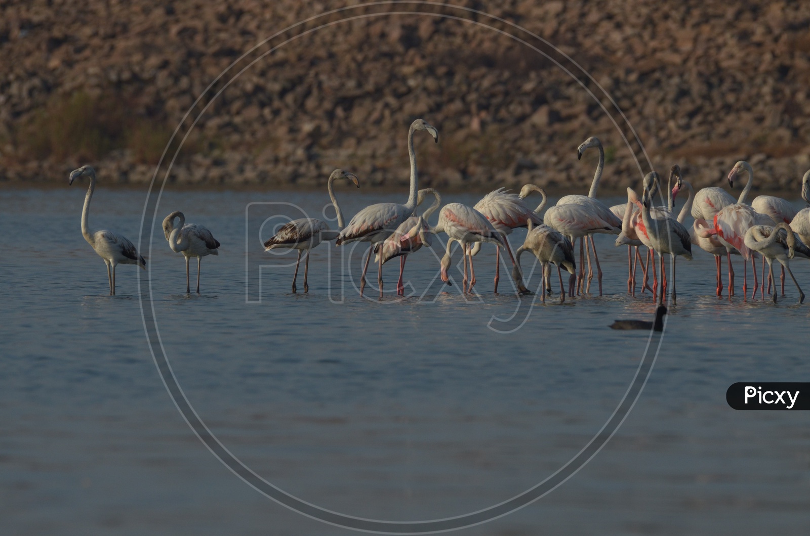 Flamingo Birds at Ameenpur Lake
