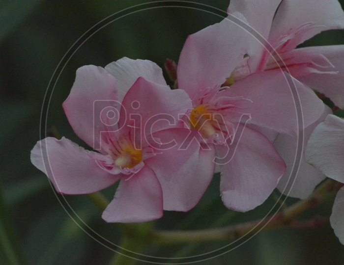 Flower - Oleander / Ganneru puvvu
