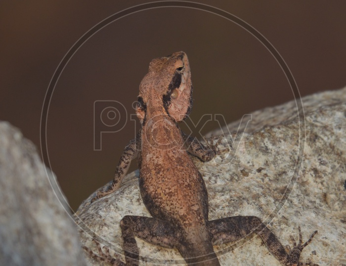 Lizard at Ameenpur Lake