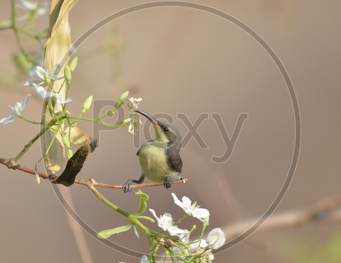 Rufous hummingbird Birds at Ameenpur Lake