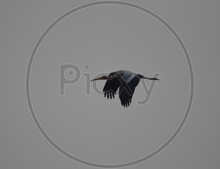 The Siberian Crane / Migratory Birds in Telangana / Manjira Wildlife Sanctuary