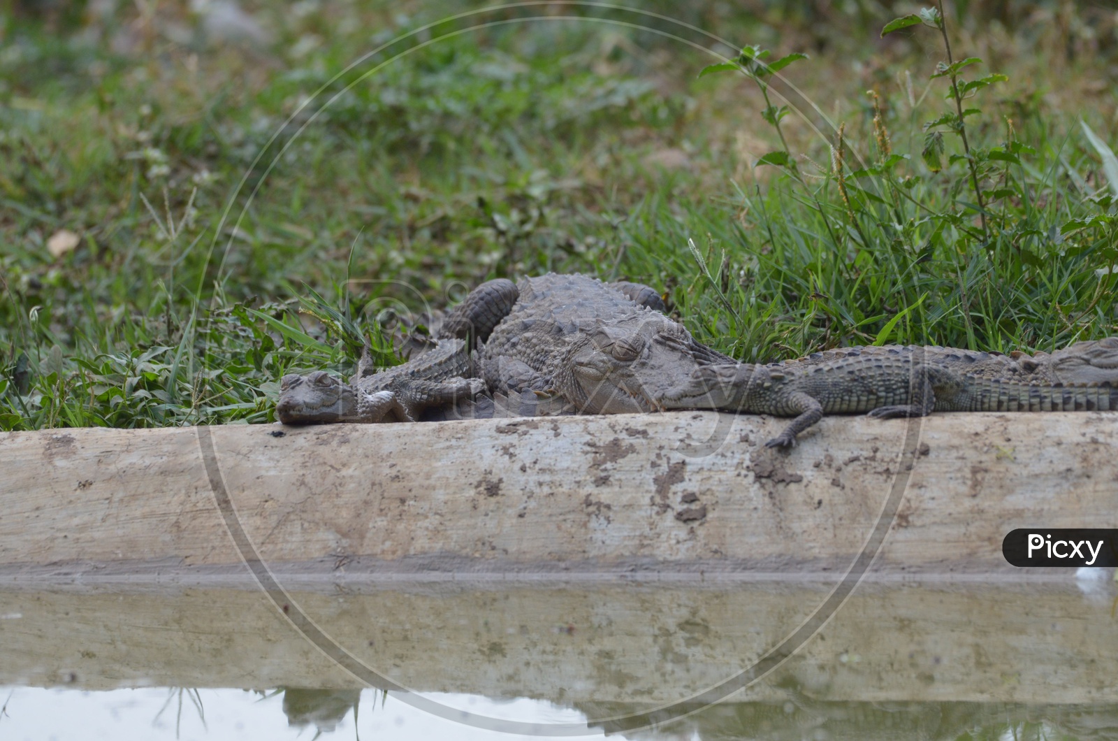 Crocodiles / Indian Crocodiles / Hatchlings