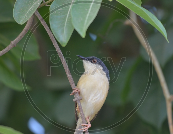 Ashy Prinia / Ashy Wren - Warbler / Bird