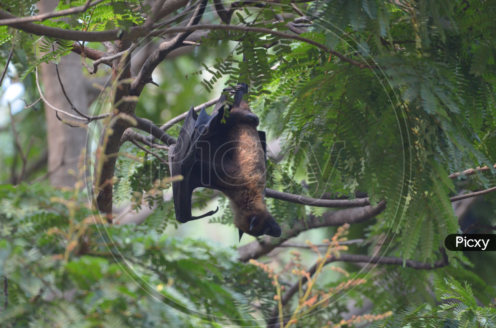 Bat / Indian Bat / Bat Bird / Bat hanging to Tree