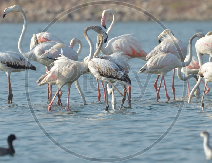 Flamingo Birds at Ameenpur Lake
