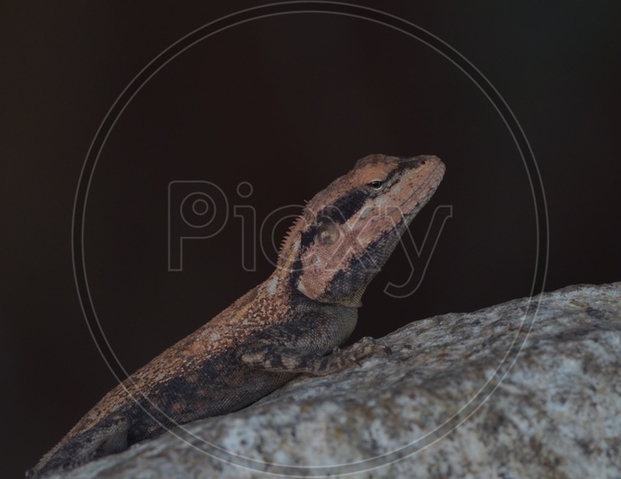 Lizard at Ameenpur Lake