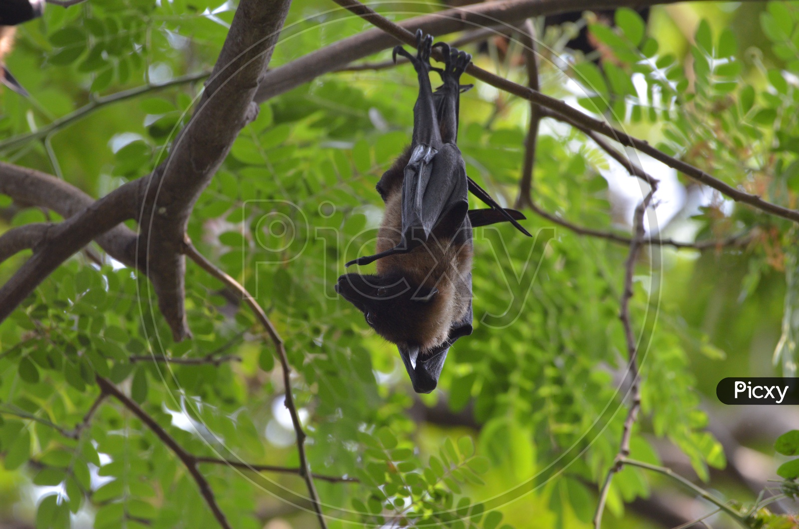 Bat / Indian Bat / Bat Bird / Bat hanging to Tree