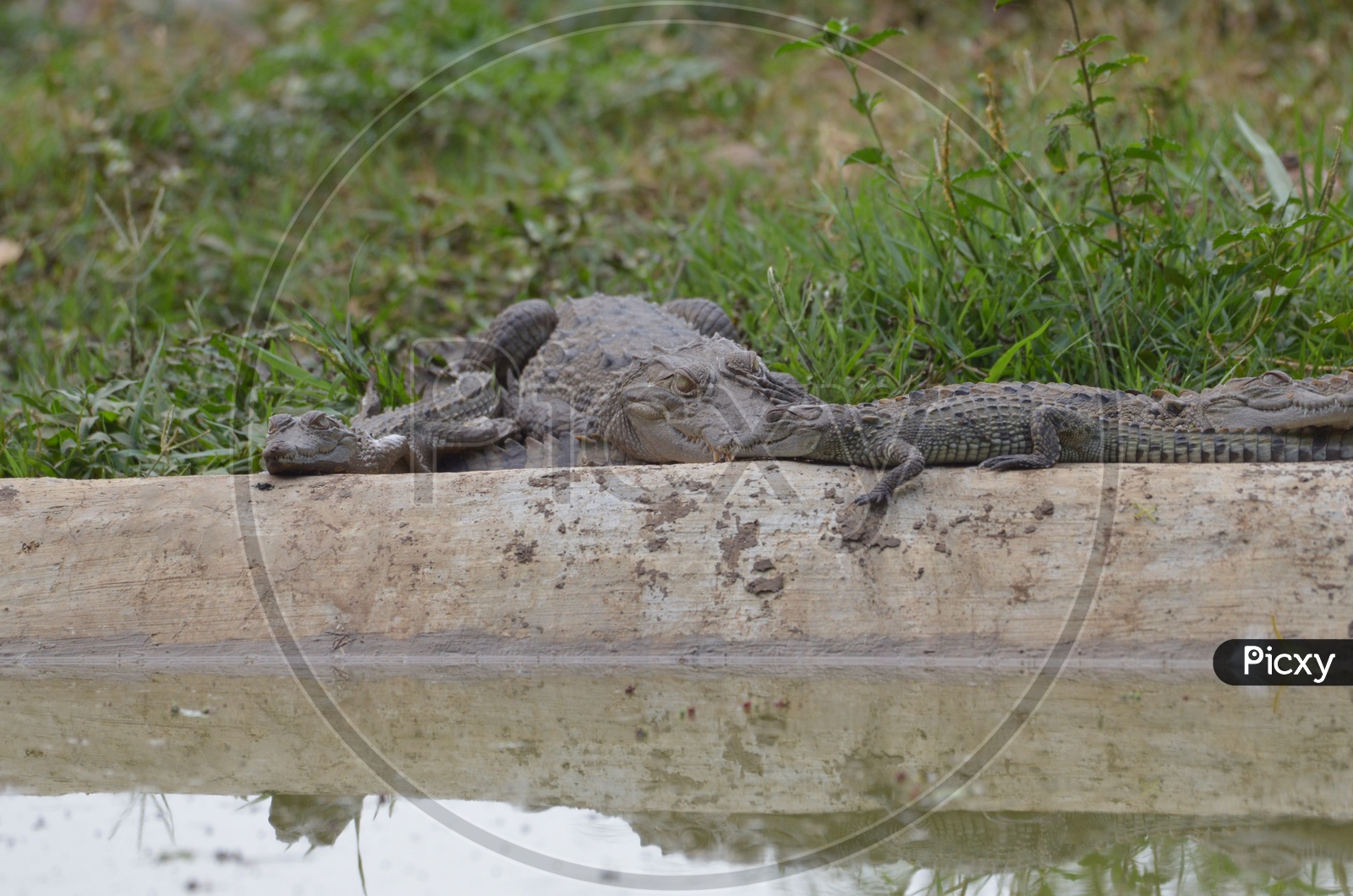 Crocodiles / Indian Crocodiles / Hatchlings
