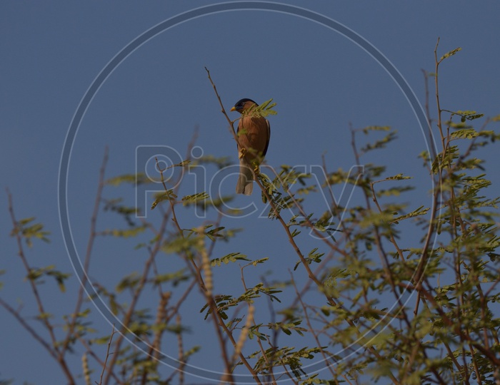 Birds at Ameenpur Lake