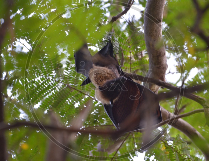 Bat Hanging on a Tree