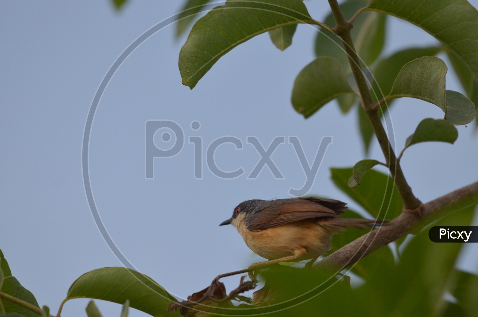 Ashy Prinia / Ashy Wren - Warbler / Bird