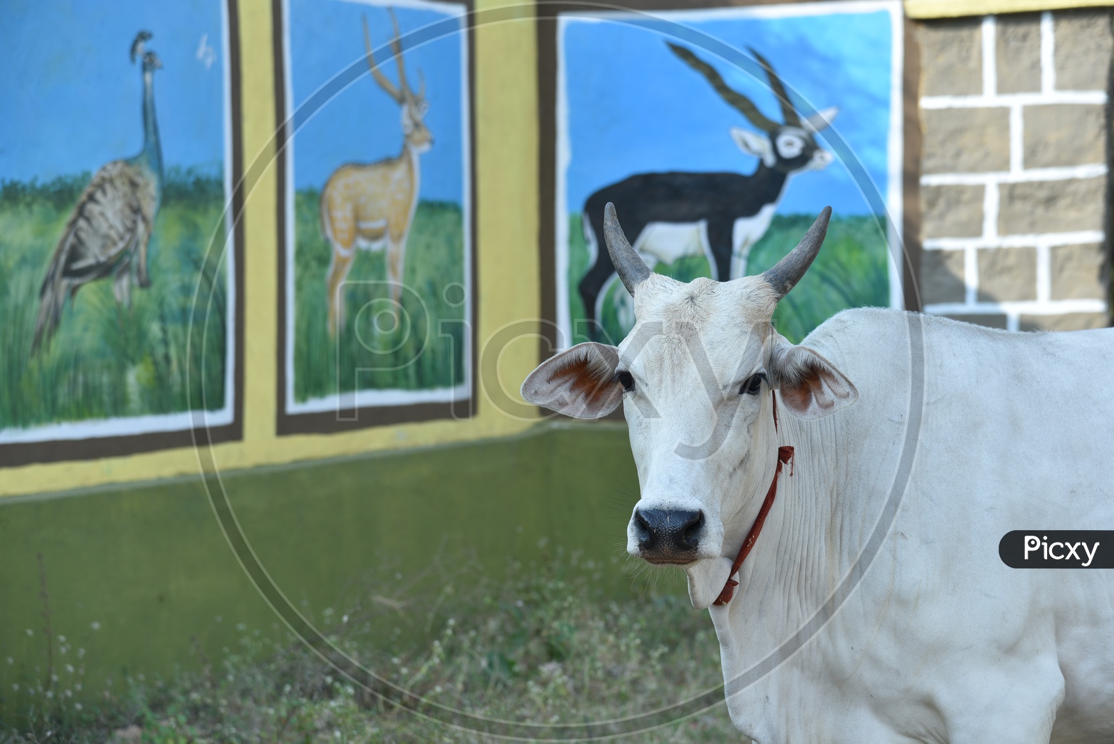 Cow at Mahavir Harina Vanasthali National Park, Auto Nagar, Hyderabad, Telangana, India