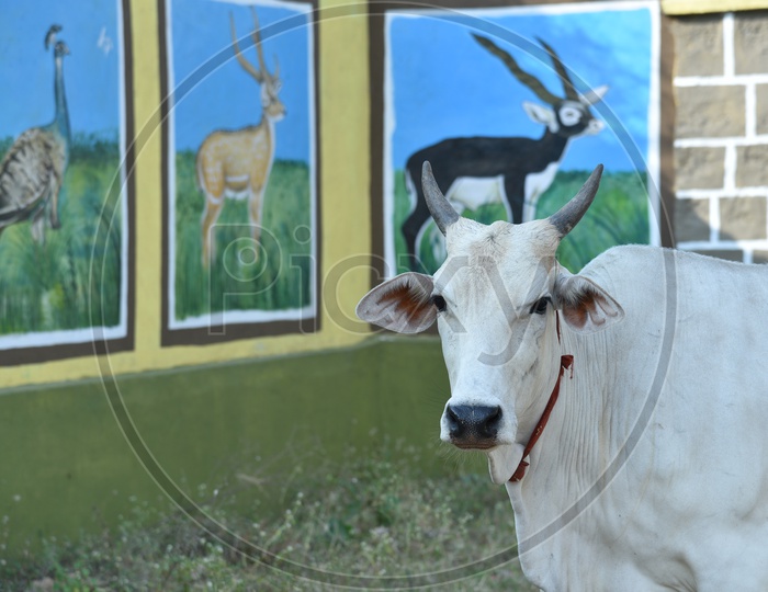 Cow at Mahavir Harina Vanasthali National Park, Auto Nagar, Hyderabad, Telangana, India