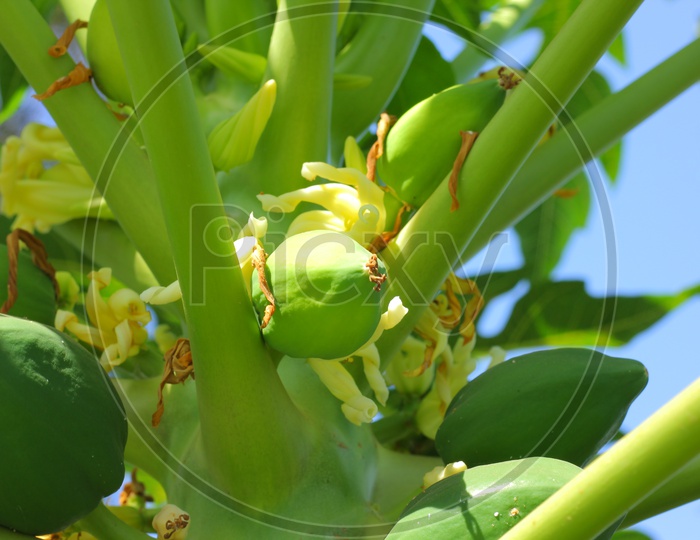 Papaya growing on  a tree in Papaya Orchid