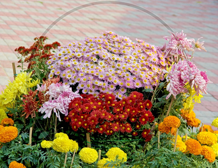 Colourfull Chrysanthemum Growinng  in Garden
