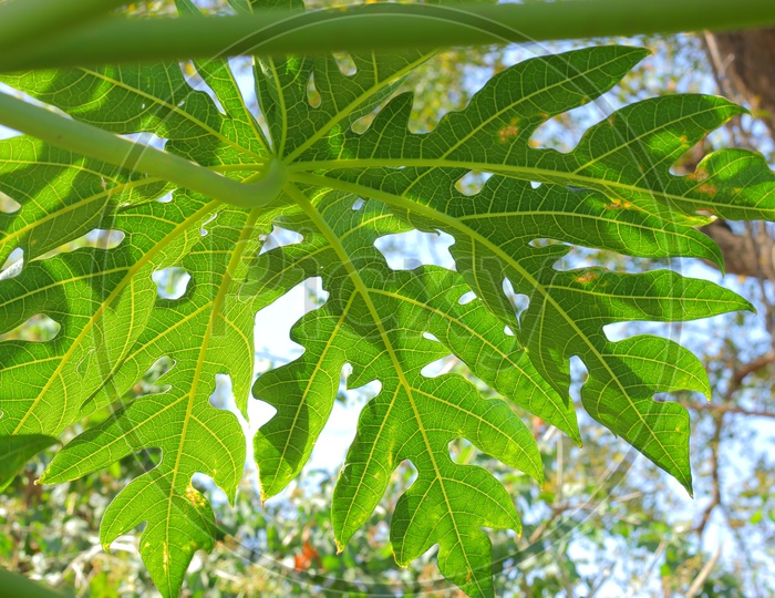 Papaya Tree Leaf Closeup Shot