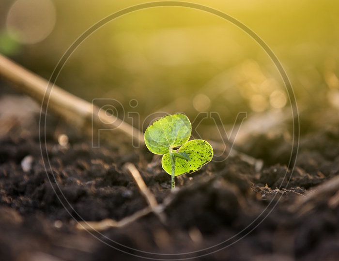 Plant Saplins Growing From Soil Closeup Shot