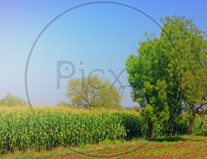Corn Field in India / Corn Harvesting Fields