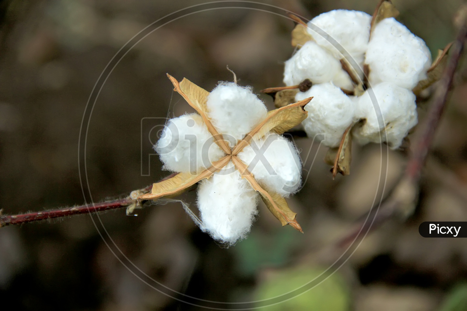 A Cotton Flower in a Tree Closeup Shot