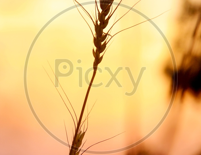 Wheat Crop Ear  Field Closeup Shot with Golden Sky in Background