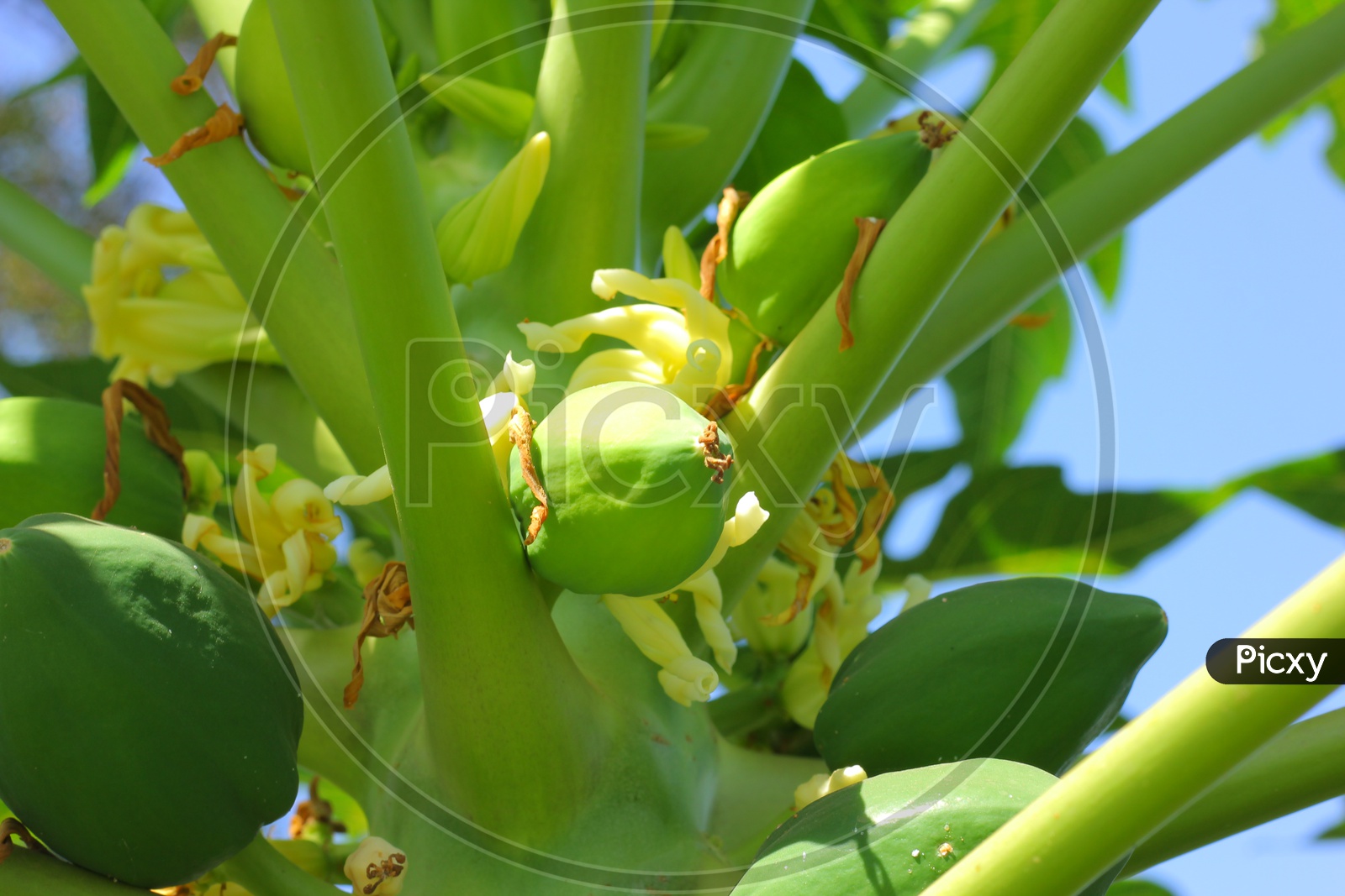 Papaya growing on  a tree in Papaya Orchid