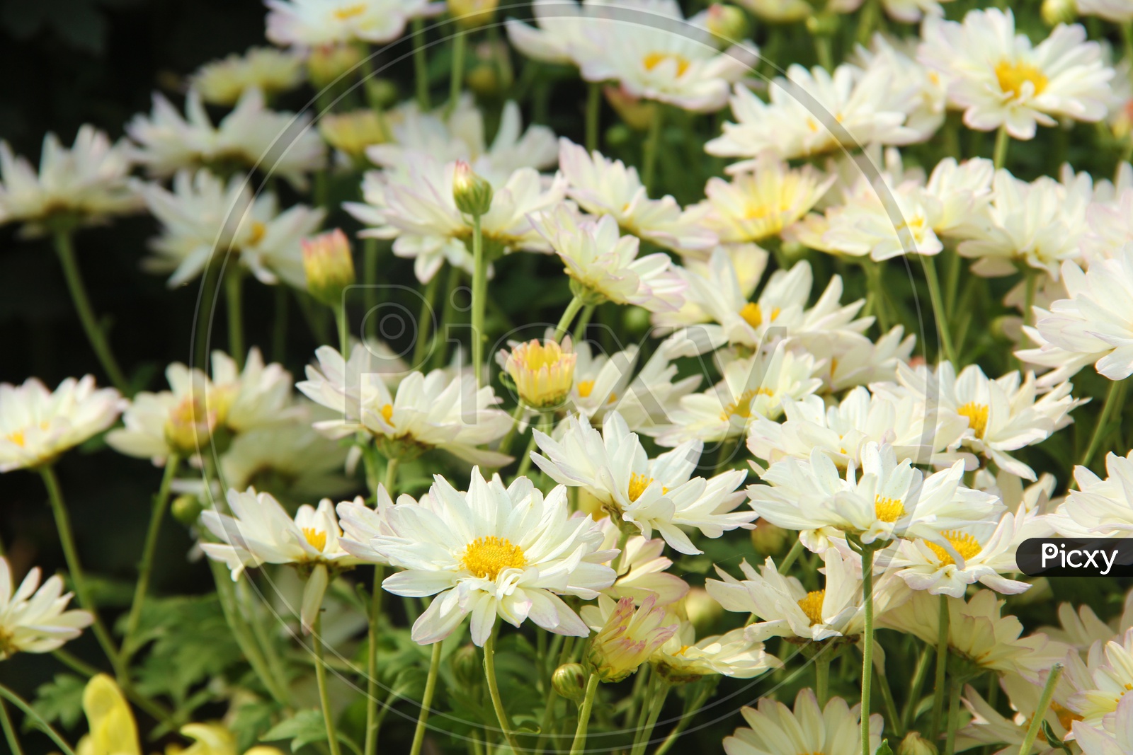 White Chrysanthemum Growing in a Garden