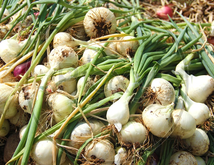 Closeup Shots of Freshly Farmed Shallot Yellow  Onions in Vegitable Feild with Feild Backdrop