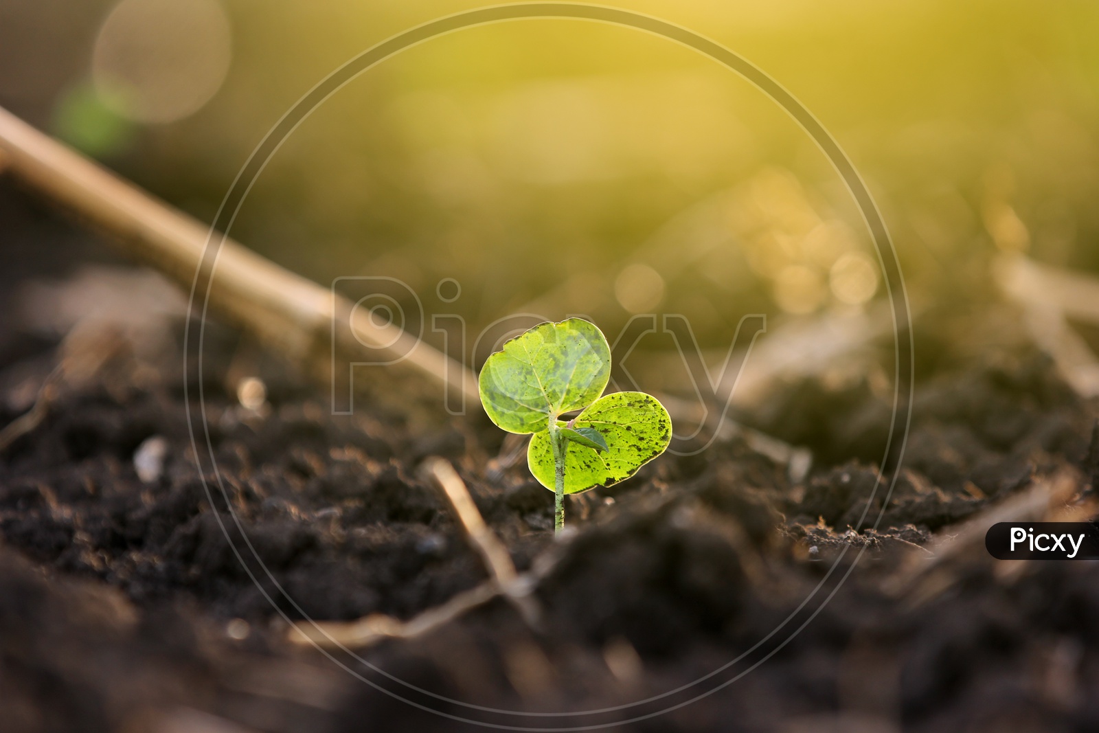 Plant Saplins Growing From Soil Closeup Shot