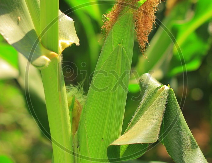 Corn Cob in a Corn Harvesting Field Closeup Shot