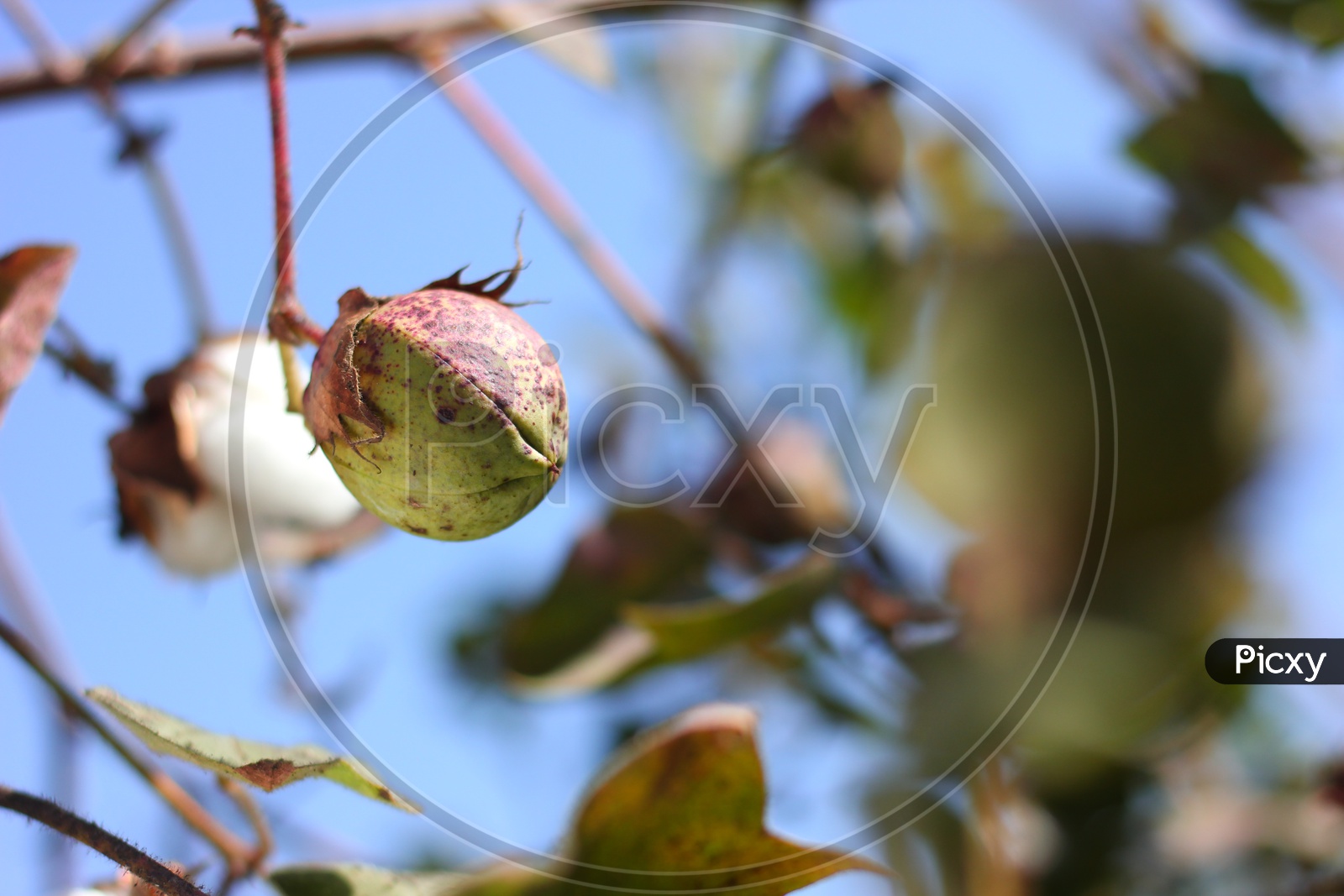 Cotton Ball Growing on a Cotton Plant