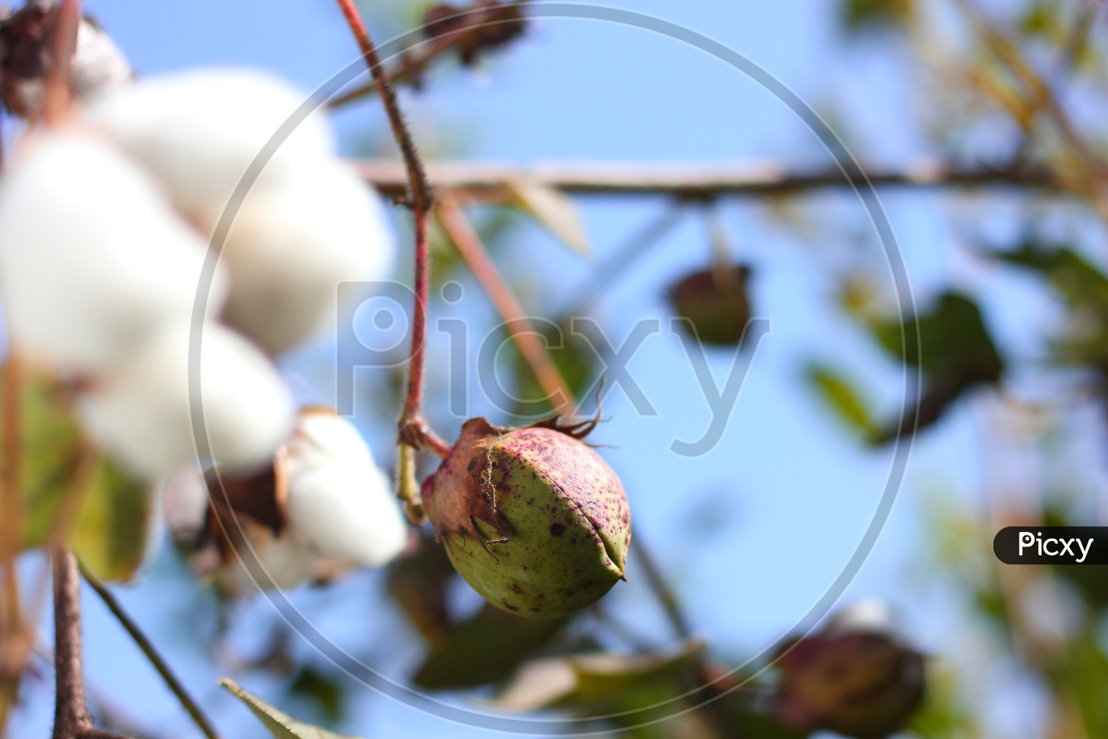 Cotton Ball Growing on a Cotton Plant