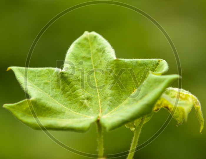 Cotton Plant Leaf Closeup Shot