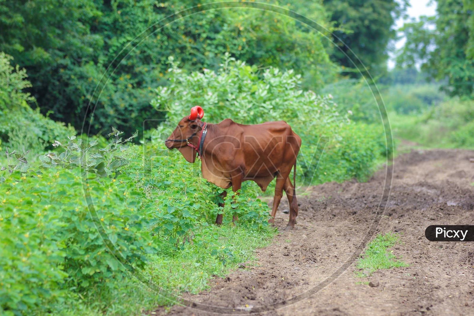 Indian Bull in Agricultural feild