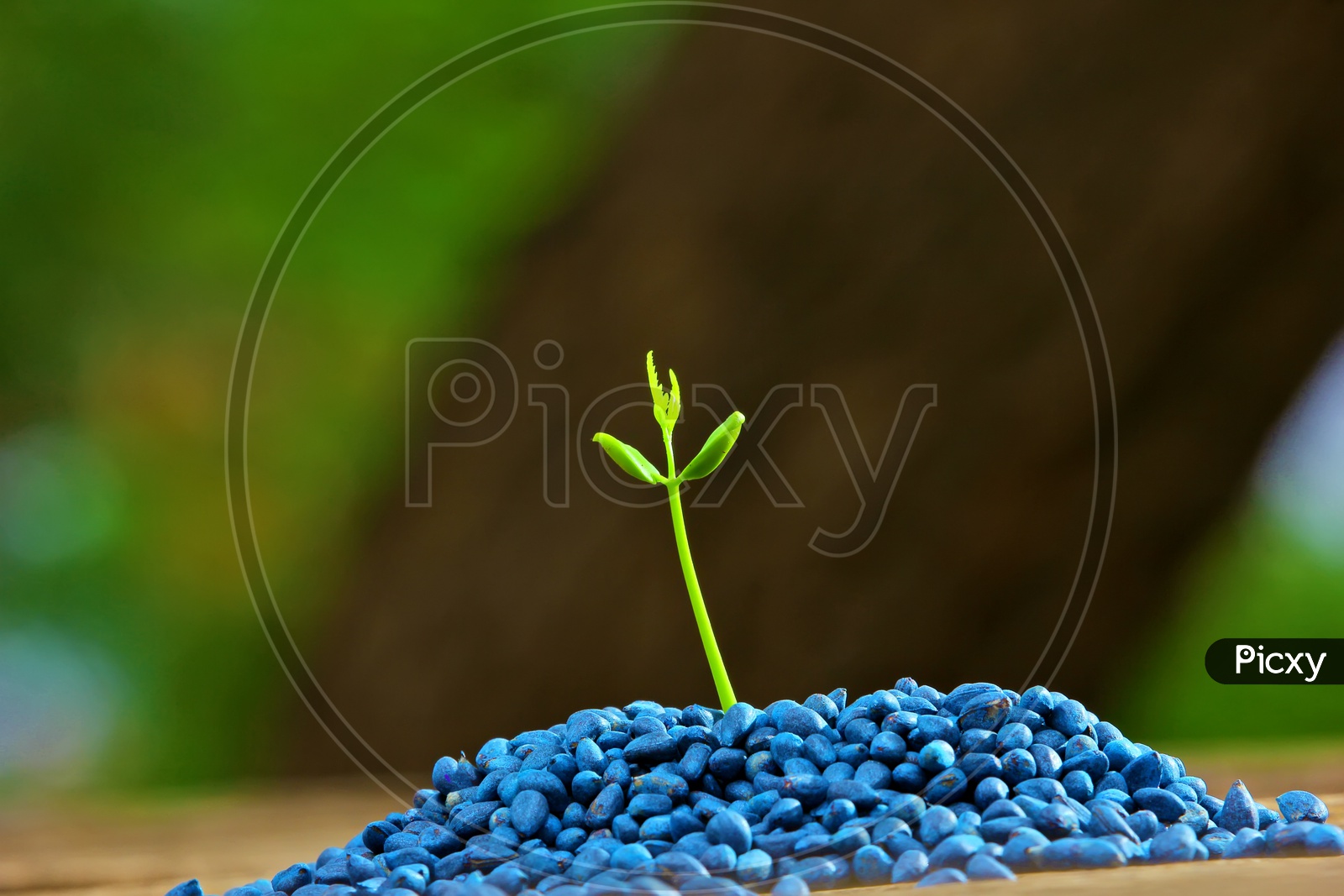 Plant Saplings Growing  in Mother Seeds , Agricultural Concept Presentation