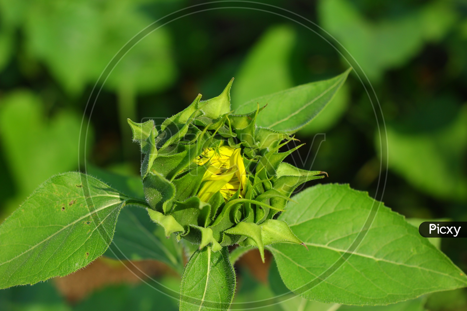 A Blooming Sunflower Bud in a Sunflower Farm  Closeup shots