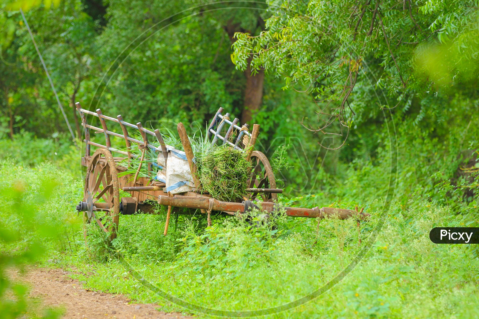 Bullock Cart loaded with Grass rested in Agriculture field