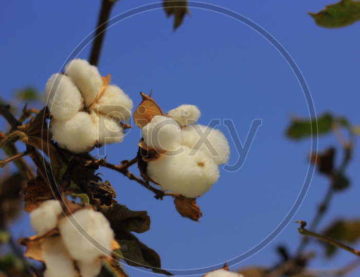 Cotton Plant  Flower ready for harvesting with a Field  Background