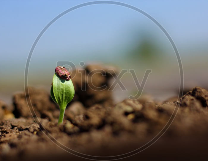 Close Up Shots Of Seed Saplings in an Agricultural Farm