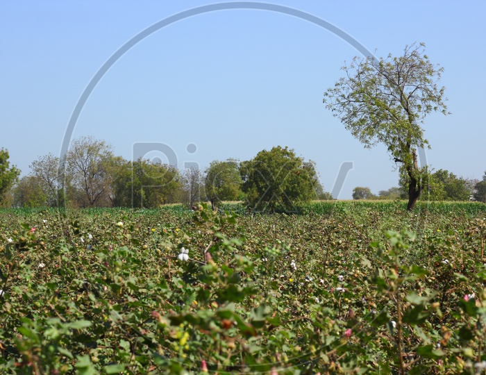 Cotton Harvesting Fields in india